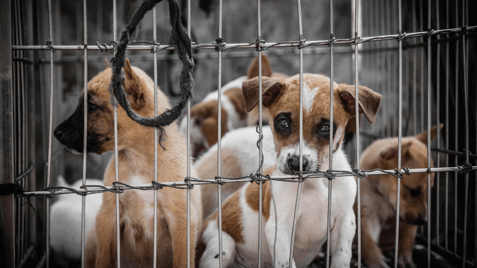 UK government investigates puppy mills and designer pets amid abuse claims