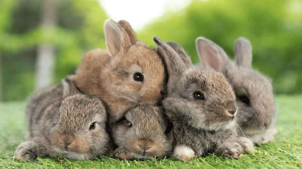UK sustaining critical rabbit overpopulation crisis