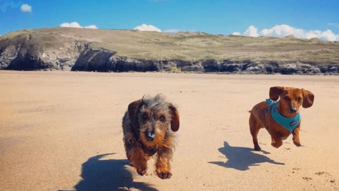 Rosewood Pet sells majority stakes to supplier Dayes