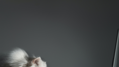 PETS International launched second Innovation Showcases platform