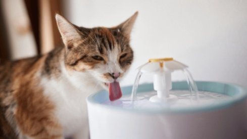 Survey finds smart water fountains the favorite tech device among pet parents