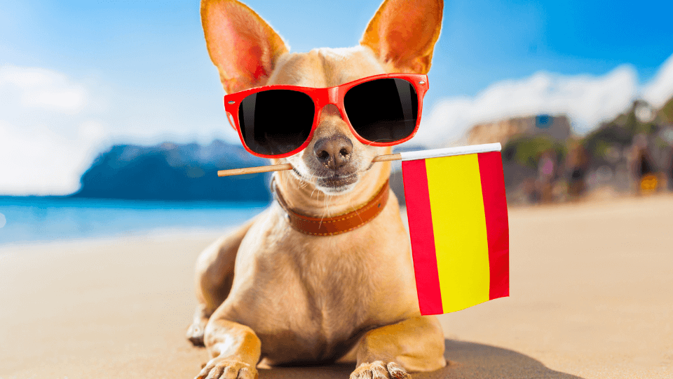 Is the Spanish pet food market recovering from the pandemic?