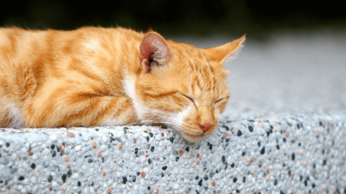 Taiwan to launch a new government department for pets this month