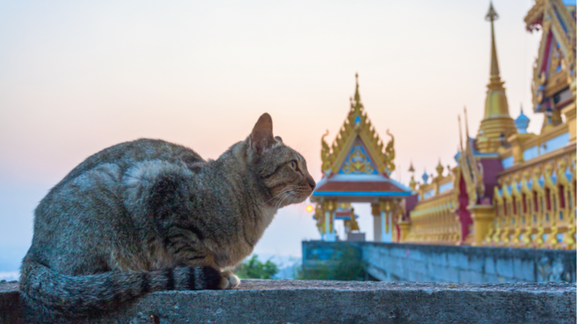 Thailand expects further growth of pet food exports