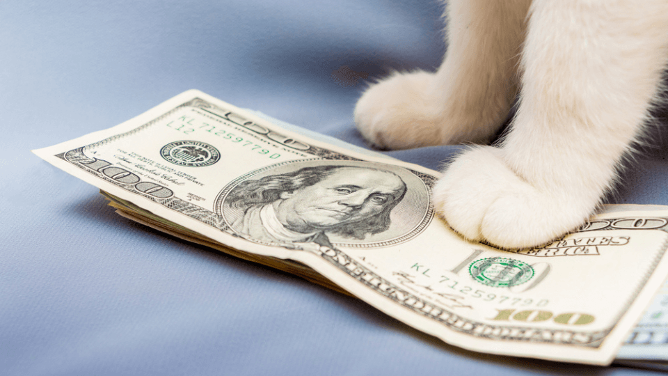 The impact of inflation on pet parents’ wallets