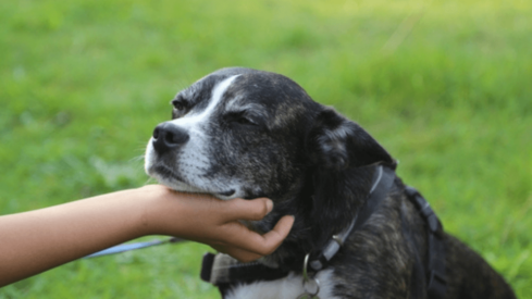 Tracking the stages of aging in 40,000 dogs