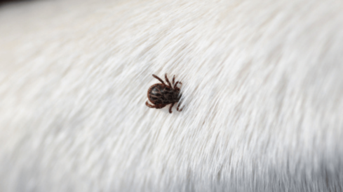 Trends in the flea and tick segment