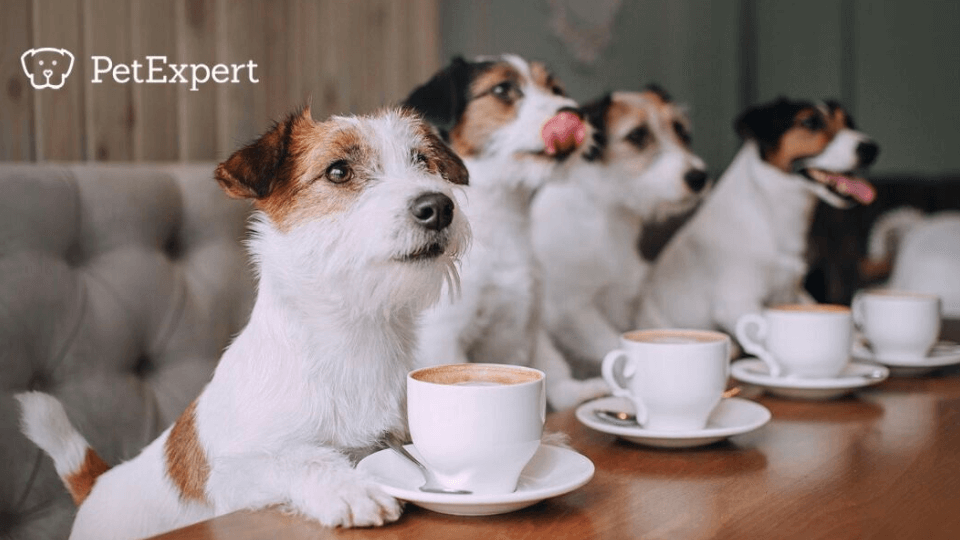 Trupanion to acquire Czech pet insurance provider PetExpert