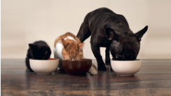 Calls for protein transparency in pet food