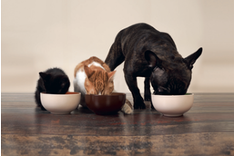 Calls for protein transparency in pet food