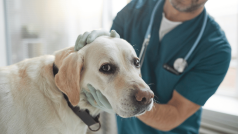 Singapore vet sector warns about staff shortages