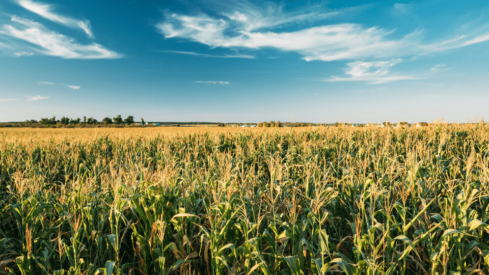 Vietnam’s animal feed imports top $3.1 billion despite supply chain disruptions