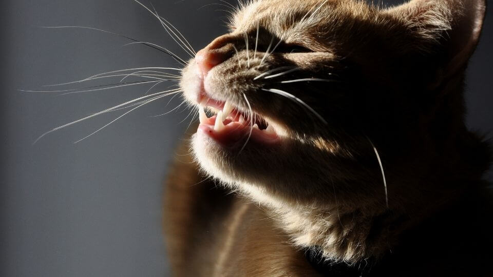 Scrutinizing the science behind allergy- reducing cat food