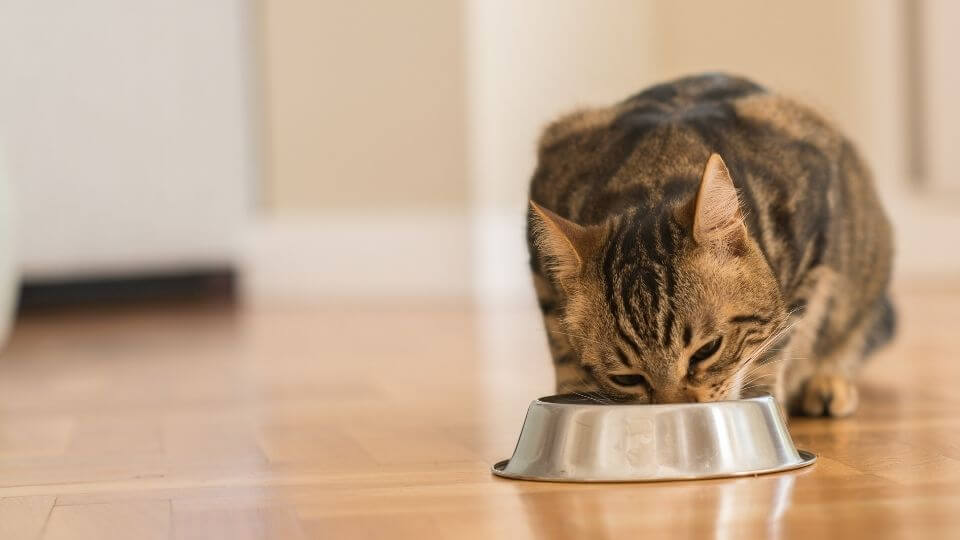 Cat food consumption and buyer preferences