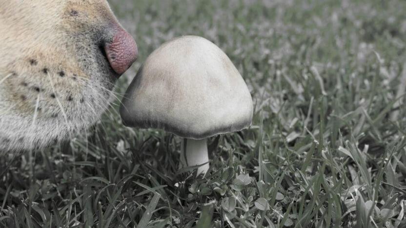The scientific mystery of mushrooms in the world of pet supplements