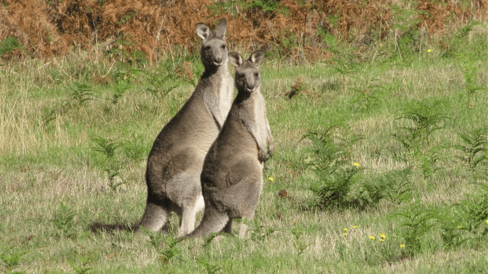 Is Kangaroo pet food in danger?