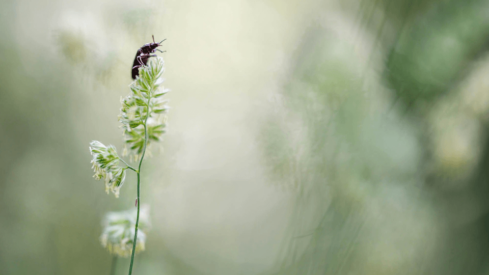 Ÿnsect looks to the US to further expand its footprint