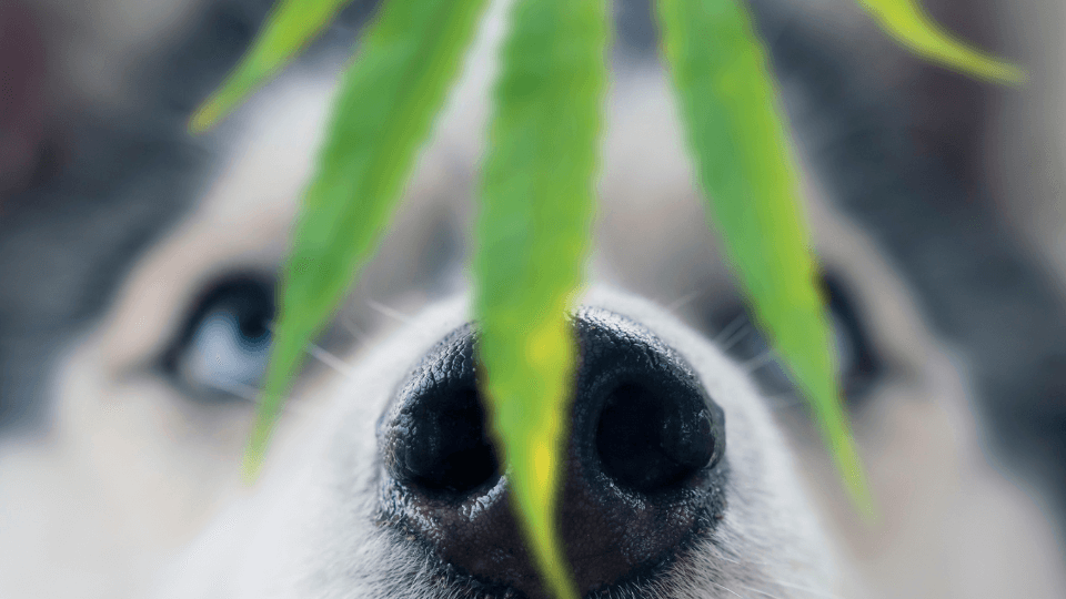 Is cannabis positively affecting the well-being of dogs?
