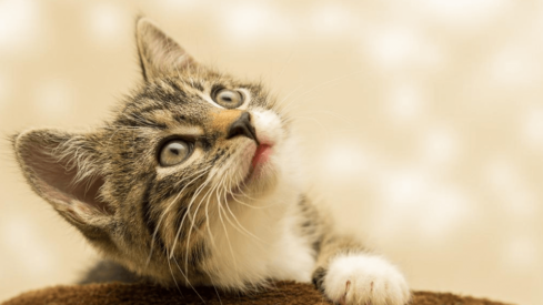 Prices for new pets are slowing down in the UK but still far from pre-pandemic levels