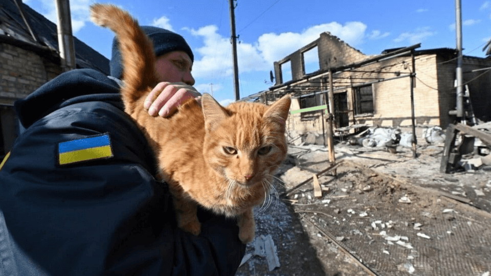 1 month of war in Ukraine: local pet industry fights to keep the business going