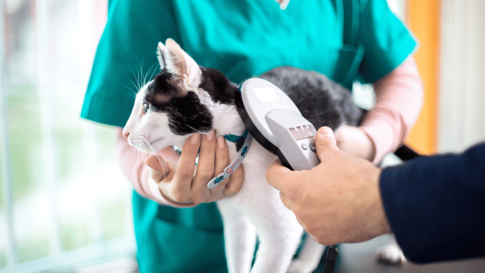UK makes microchipping mandatory for cats