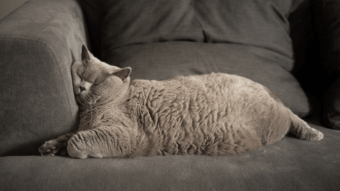 Cat sitting: a booming market?