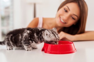 Rice starch – the secret to success in clean label pet foods