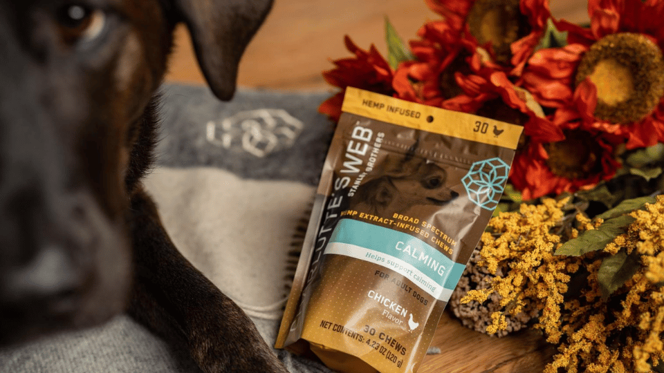 Charlotte’s Web to expand CBD pet product distribution in the US