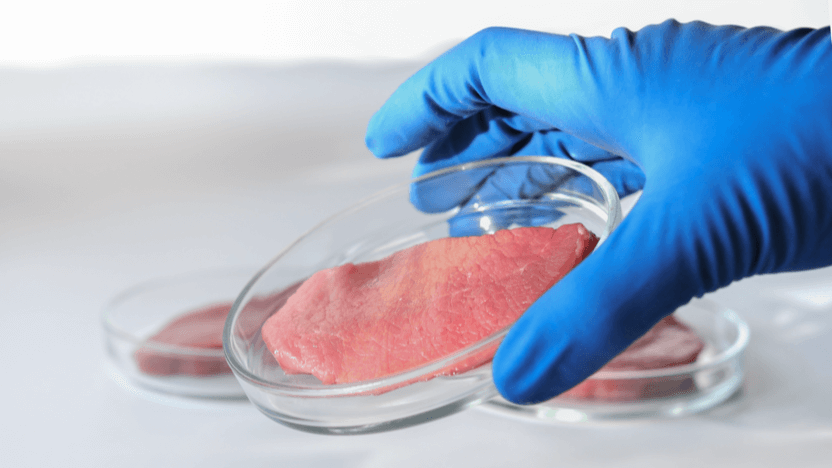 Lab meat could be the next thing for pets