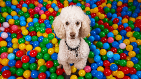 How much do different countries spend on doggy daycare?