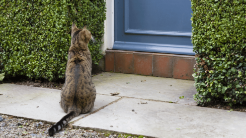 New bill aims to increase rights of pet-owning tenants in the UK