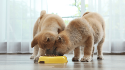 FEDIAF updates its nutritional guidelines for cat and dog food
