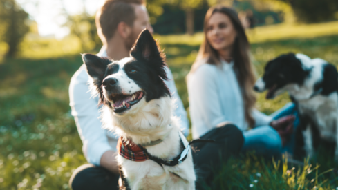 Five key findings from pet parents in 2021