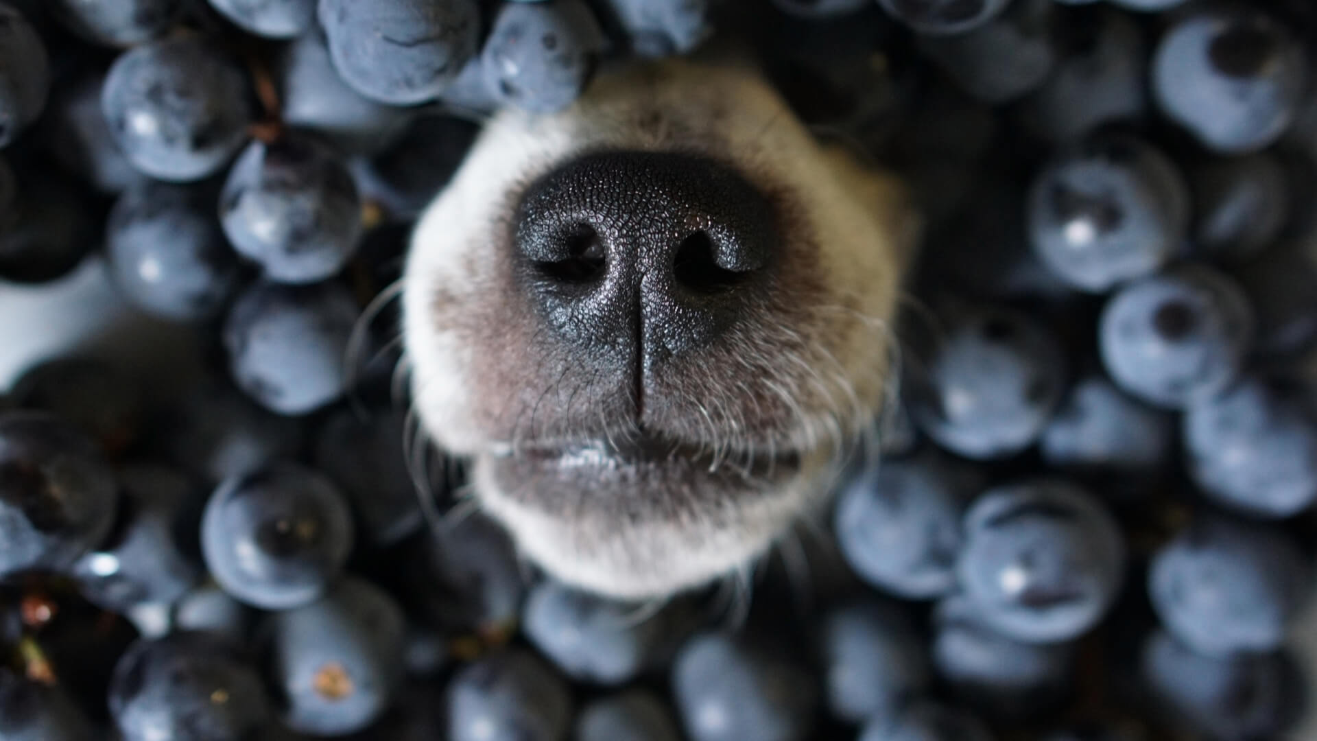 The overlooked benefits of fruit in pet food