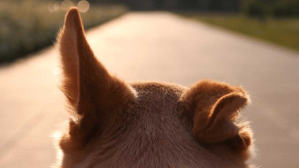 The increasing awareness of hearing loss in pets