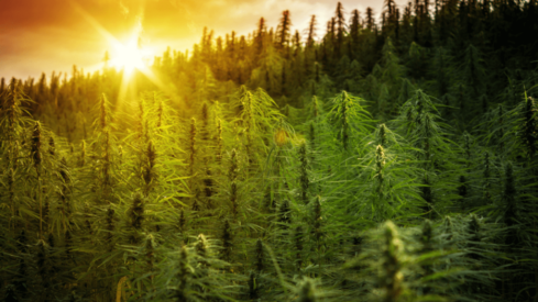 Changes to EU hemp feed rules delayed