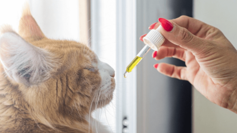 US food industry raises concerns over the safety of hemp in pet nutrition