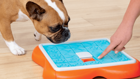 Outward Hound reduces 239,825 metric tons of CO2 Emissions in 2021