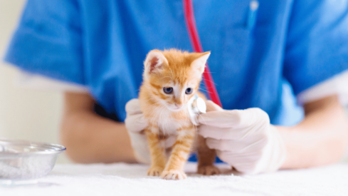 Almost 1 million new pets were insured in North America in 2022