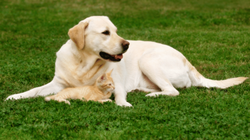 Lactium to soothe pets