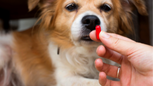 Mixlab raises million for its digital platform that helps veterinarians