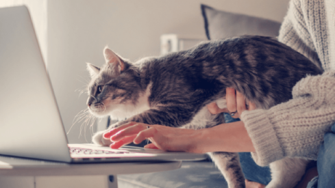 Major Korean search engine invests in online pet retailer AboutPet