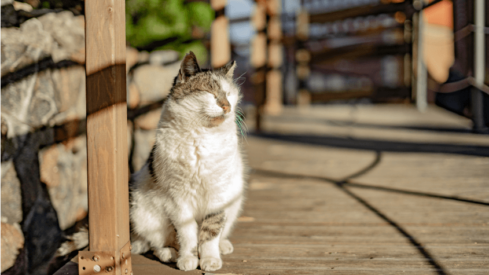 New report reveals 56.4% of US households own pets