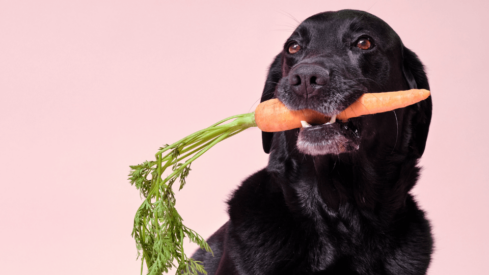 New initiative gives away free vegan meals for dogs in restaurants