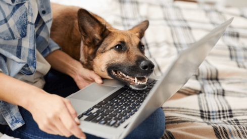 Engaging the pet parent generation