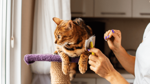 Petcare Innovation Europe’s Best in Show Spotlight finalists announced