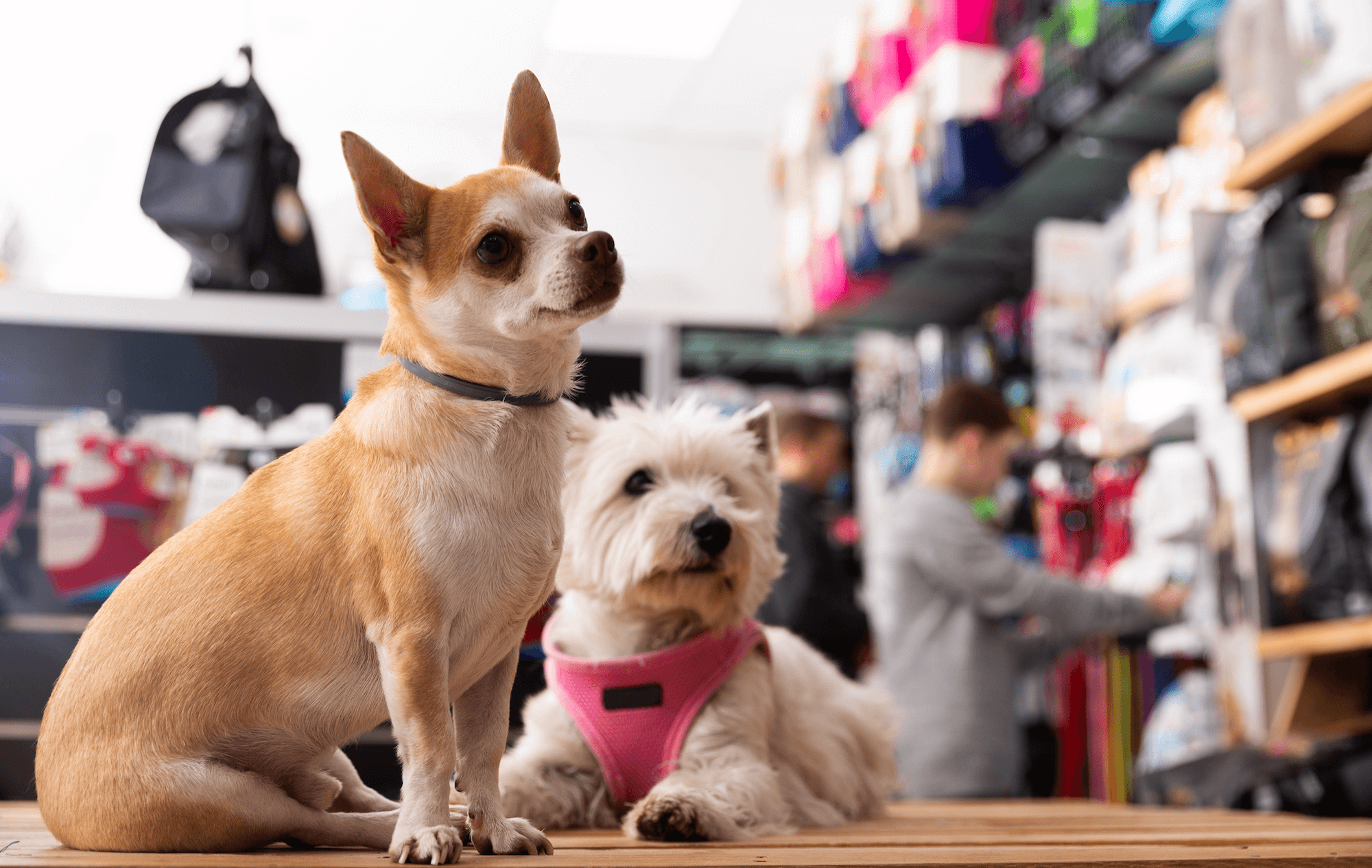 Rohatyn Group to sell pet care platform Pet Network GlobalPETS