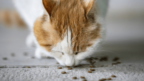 Global cat owner survey reveals challenges to finding suitable pet food