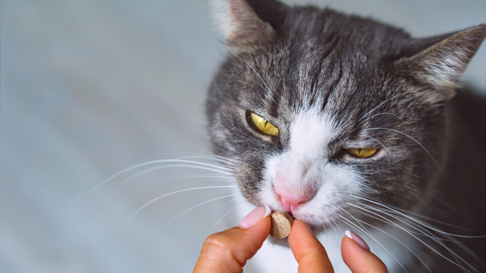 Pandemic boosts health of pet supplement market