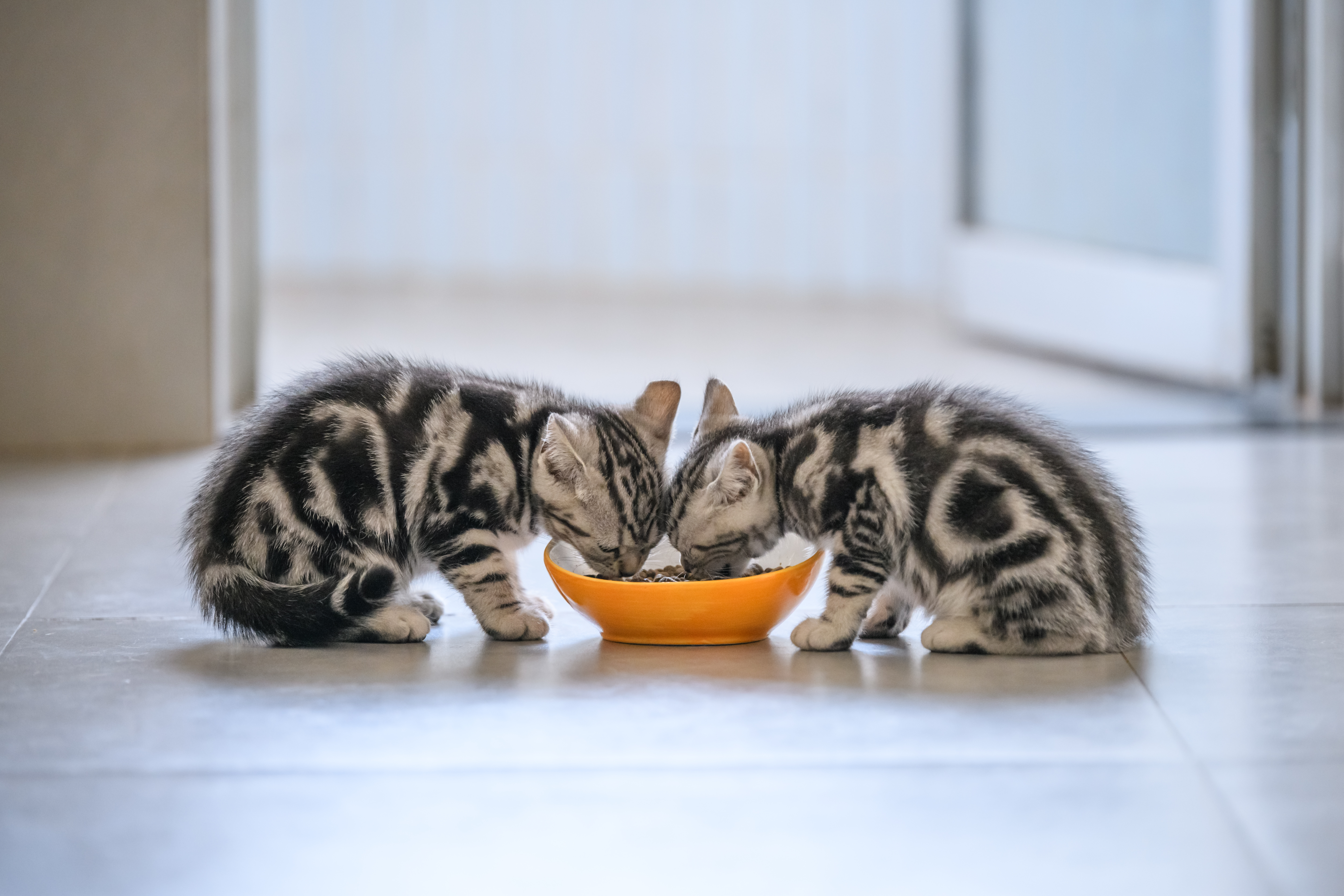 Cat ownership drives pet care growth in Latin America